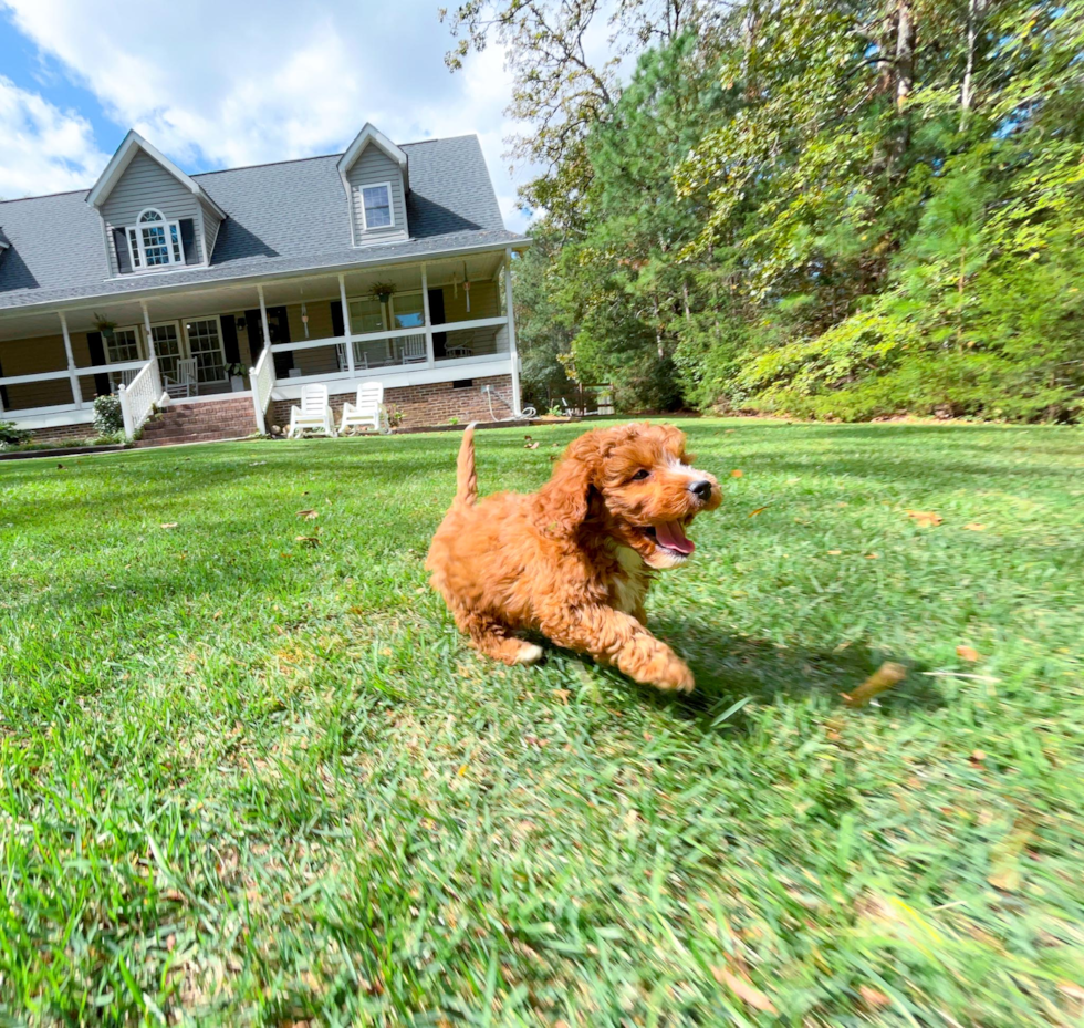 Cavapoo Puppy for Adoption