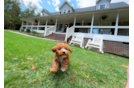 Cute Cavapoodle Poodle Mix Puppy