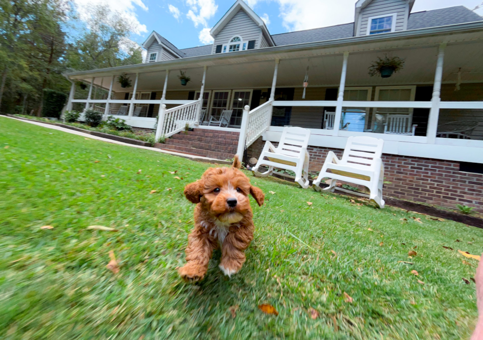 Cute Cavapoodle Poodle Mix Puppy