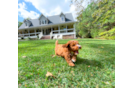 Best Cavapoo Baby