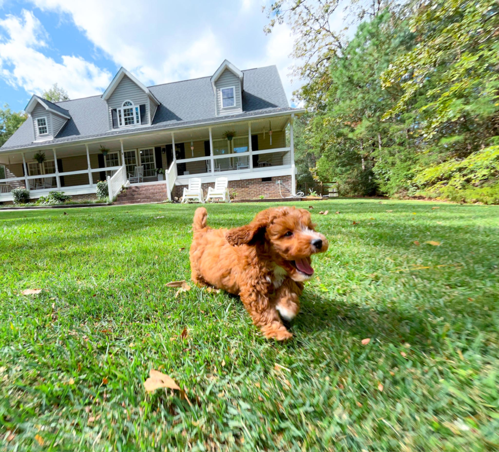 Best Cavapoo Baby