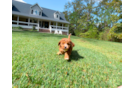 Cavapoo Puppy for Adoption