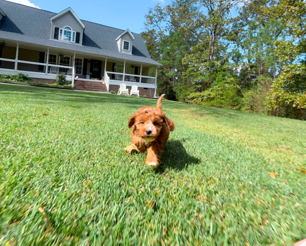 Cavapoo Puppy for Adoption