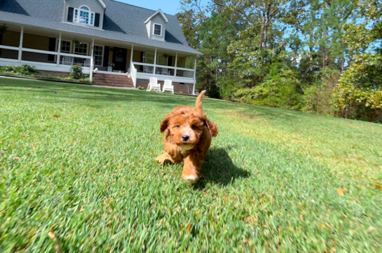 Cavapoo Puppy for Adoption