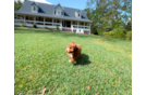 Cute Cavalier King Charles Spaniel and Poodle Mix Poodle Mix Puppy