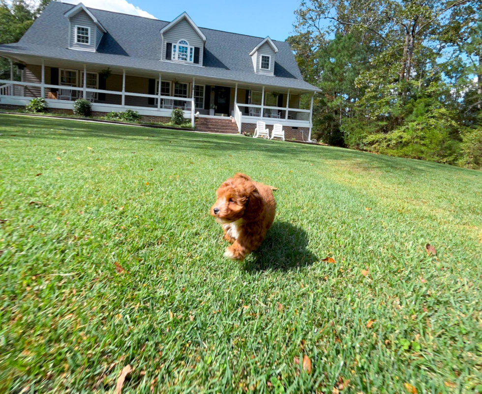 Cute Cavalier King Charles Spaniel and Poodle Mix Poodle Mix Puppy