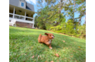 Cute Cavadoodle Poodle Mix Puppy