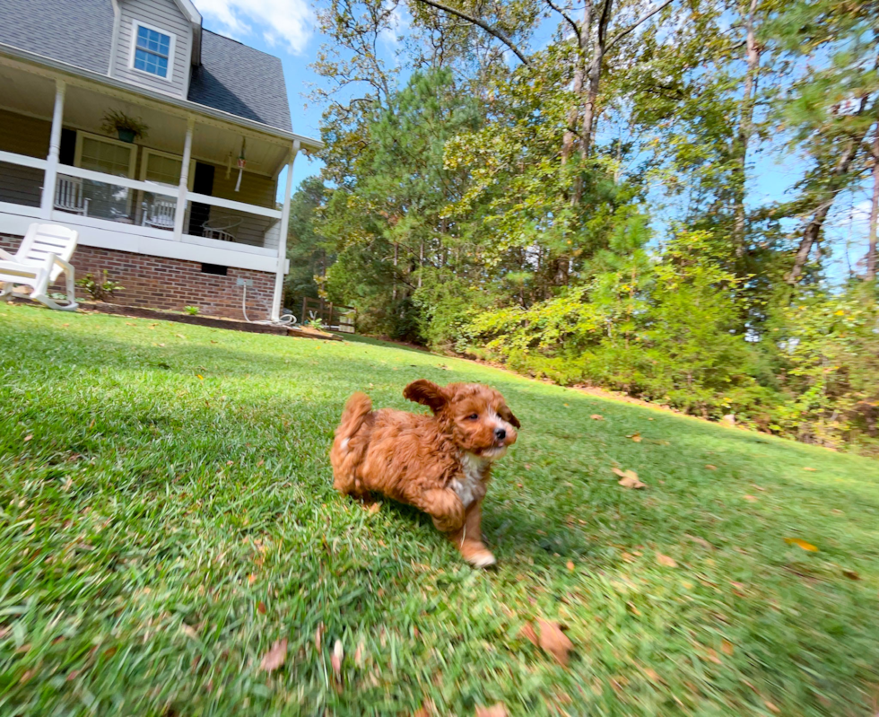 Cute Cavadoodle Poodle Mix Puppy