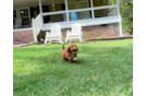 Cavapoo Puppy for Adoption