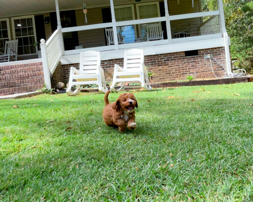 Cavapoo Puppy for Adoption