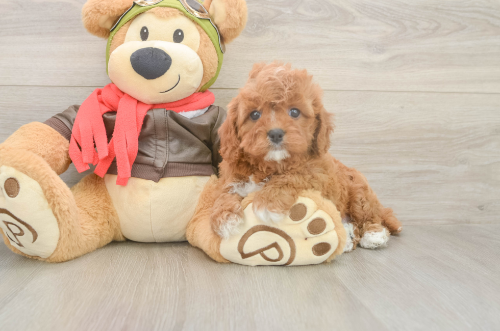 6 week old Cavapoo Puppy For Sale - Simply Southern Pups