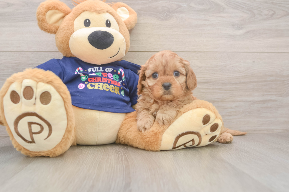 6 week old Cavapoo Puppy For Sale - Simply Southern Pups