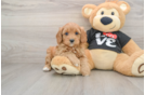Sweet Cavapoo Baby