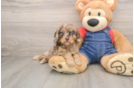 Energetic Cavoodle Poodle Mix Puppy