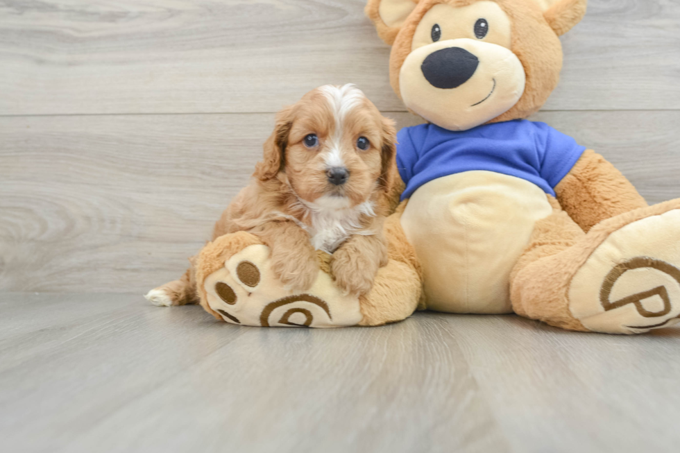 Cavapoo Pup Being Cute