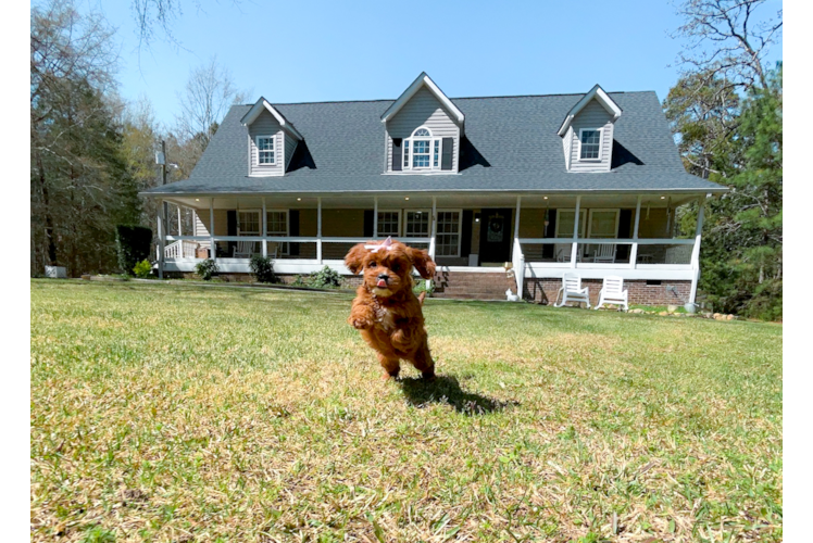 Cute Cavalier King Charles Spaniel and Poodle Mix Poodle Mix Puppy