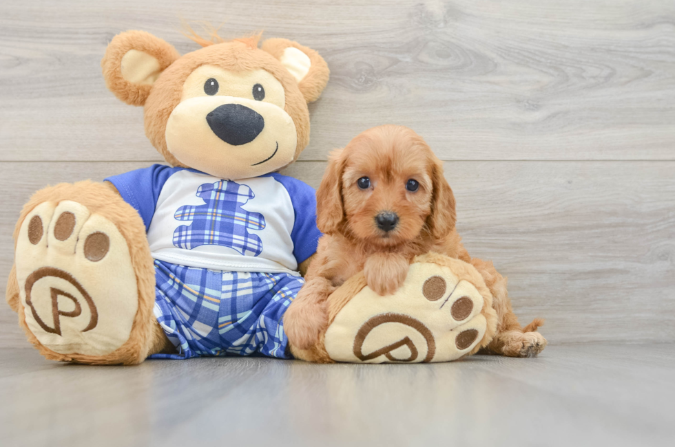 5 week old Cavapoo Puppy For Sale - Simply Southern Pups