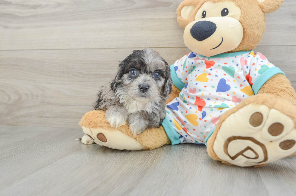 7 week old Cavapoo Puppy For Sale - Simply Southern Pups