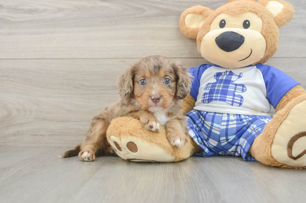 5 week old Cavapoo Puppy For Sale - Simply Southern Pups