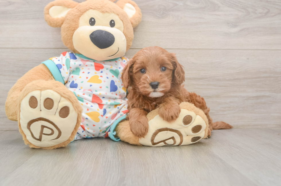 5 week old Cavapoo Puppy For Sale - Simply Southern Pups