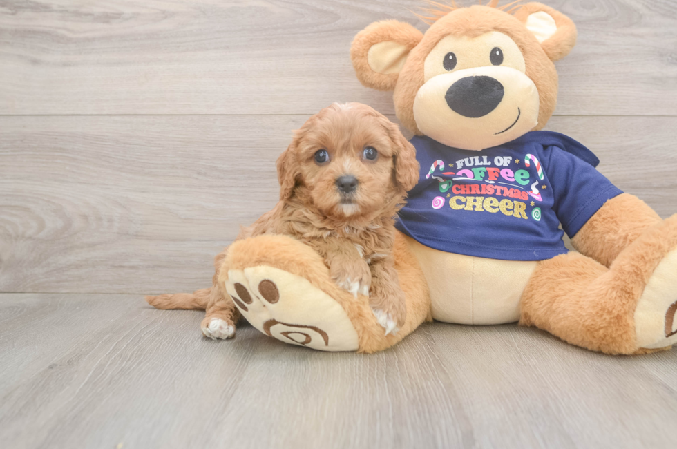 6 week old Cavapoo Puppy For Sale - Simply Southern Pups