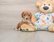 8 week old Cavapoo Puppy For Sale - Simply Southern Pups