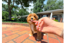 Cute Cavapoo Poodle Mix Pup
