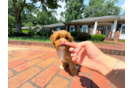 Cavapoo Pup Being Cute