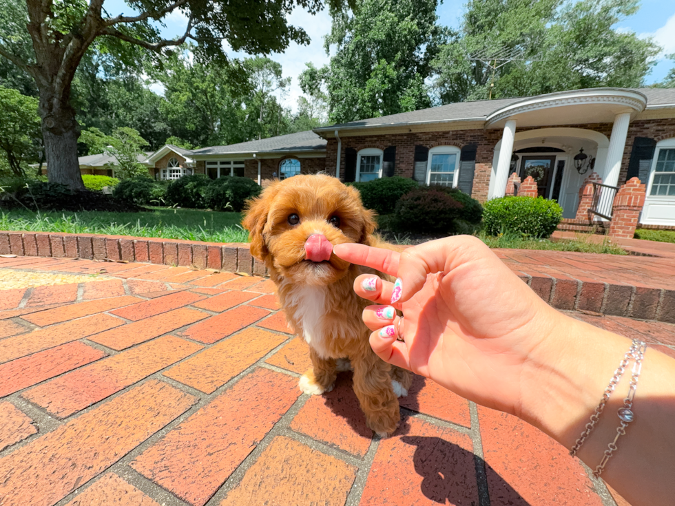 Cavapoo Pup Being Cute