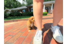 Cute Cavapoo Baby