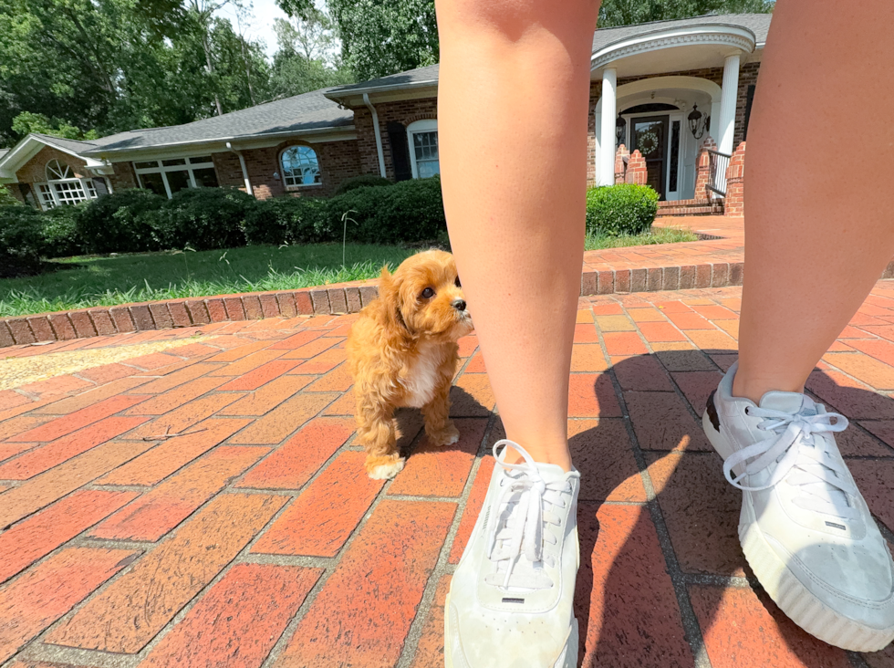Cute Cavapoo Baby
