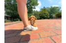 Cute Cavapoo Baby