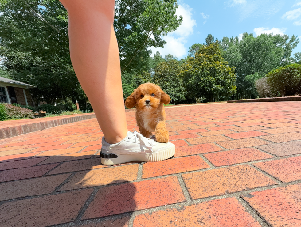 Cute Cavapoo Baby