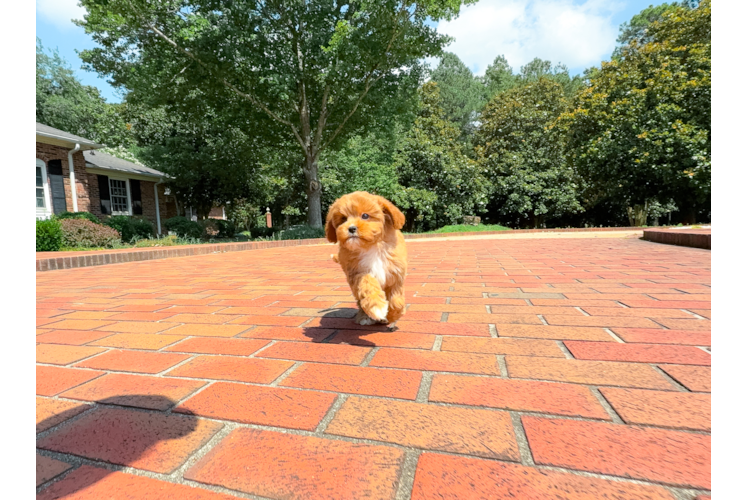Cute Cavapoodle Poodle Mix Puppy