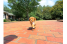 Cute Cavapoodle Poodle Mix Puppy