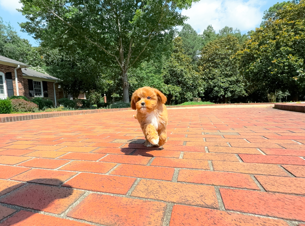 Cute Cavapoodle Poodle Mix Puppy