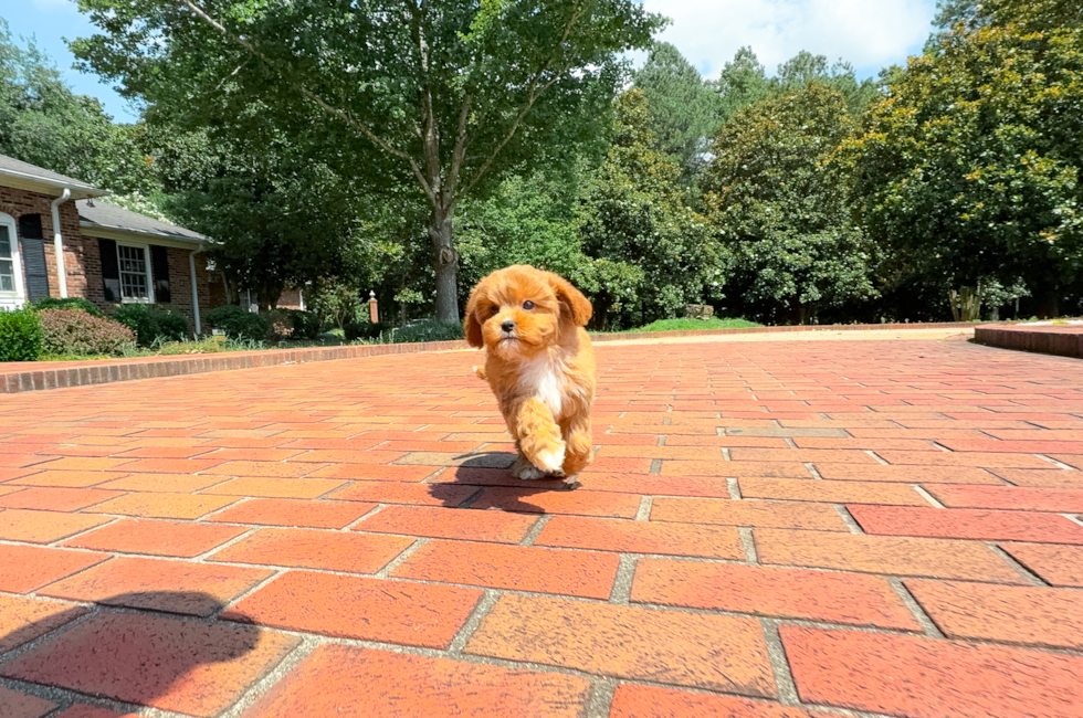 9 week old Cavapoo Puppy For Sale - Simply Southern Pups