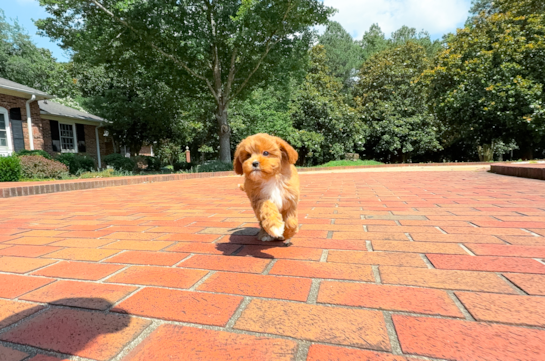 Cute Cavapoodle Poodle Mix Puppy