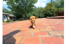 Cavapoo Puppy for Adoption