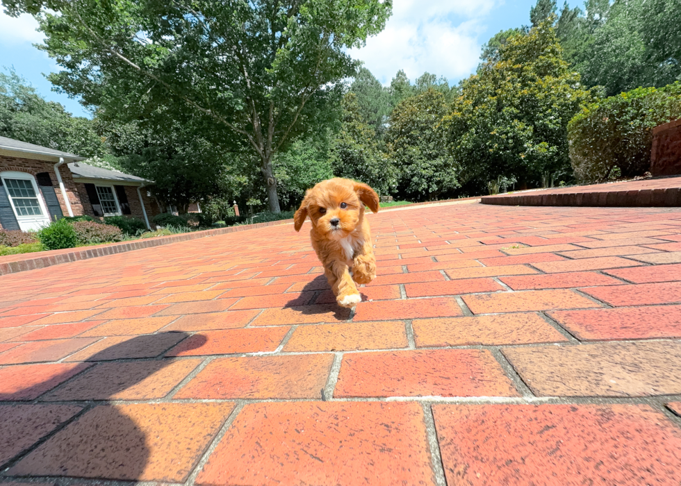 Cavapoo Puppy for Adoption