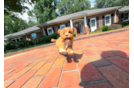 Cute Cavapoodle Poodle Mix Puppy