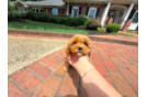 Best Cavapoo Baby