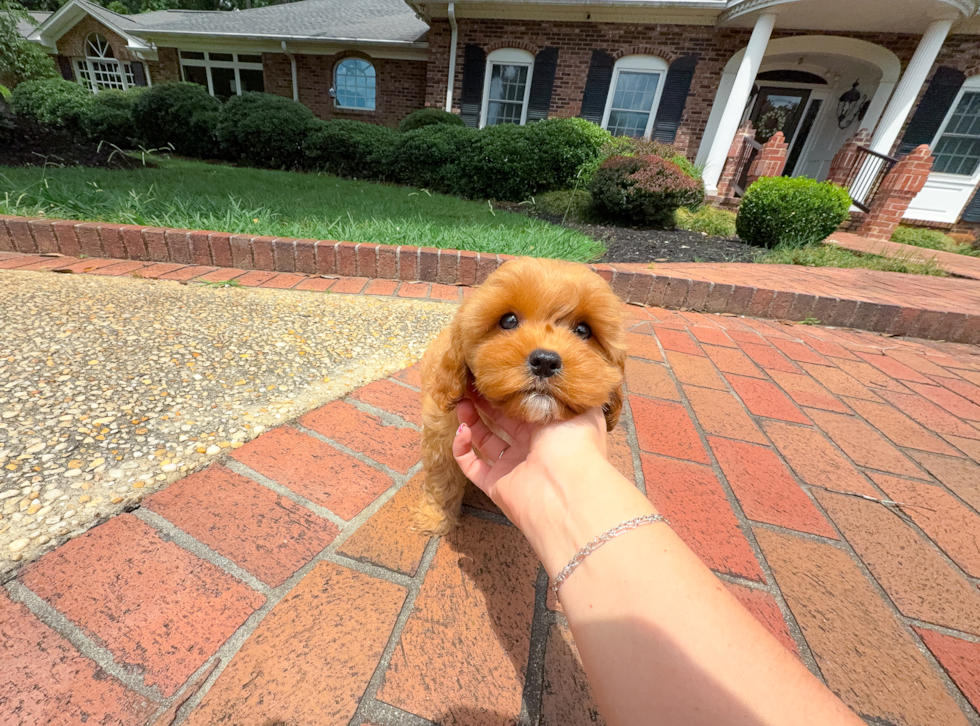 Best Cavapoo Baby