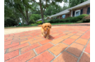 Cute Cavapoo Baby