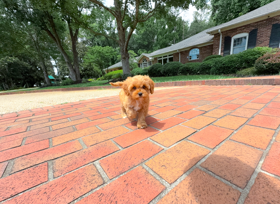Cute Cavapoo Baby