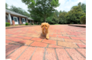 Best Cavapoo Baby