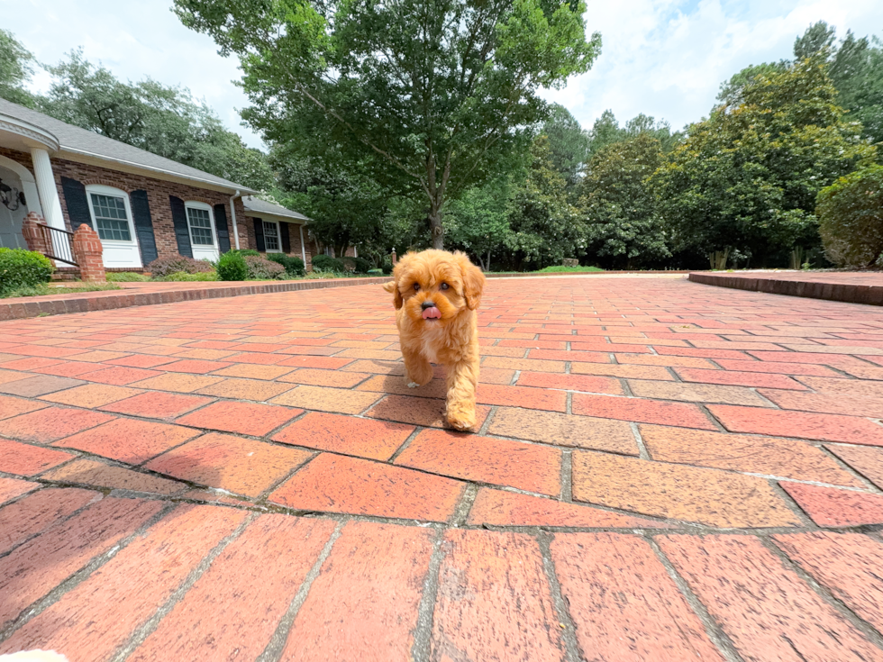Best Cavapoo Baby