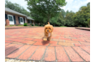 Cute Cavapoo Baby
