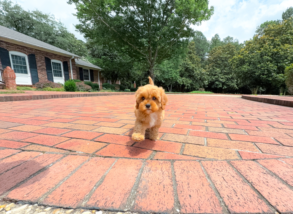 Cute Cavapoo Baby