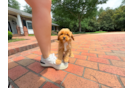 Cute Cavapoo Poodle Mix Pup